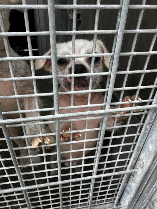 A small scruffy dog presses against the wire mesh of a shelter kennel.