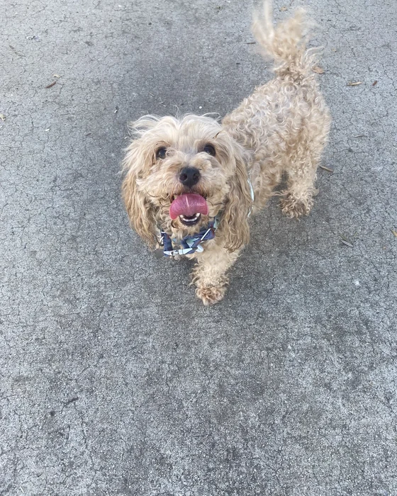 A cream poodle mix looks up from a concrete yard.