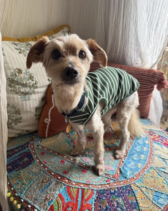 A wiry tan dog in a striped shirt stands on a patterned rug.