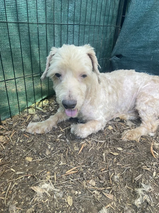 A white shaggy dog lies on bare soil beside a shaded pen.