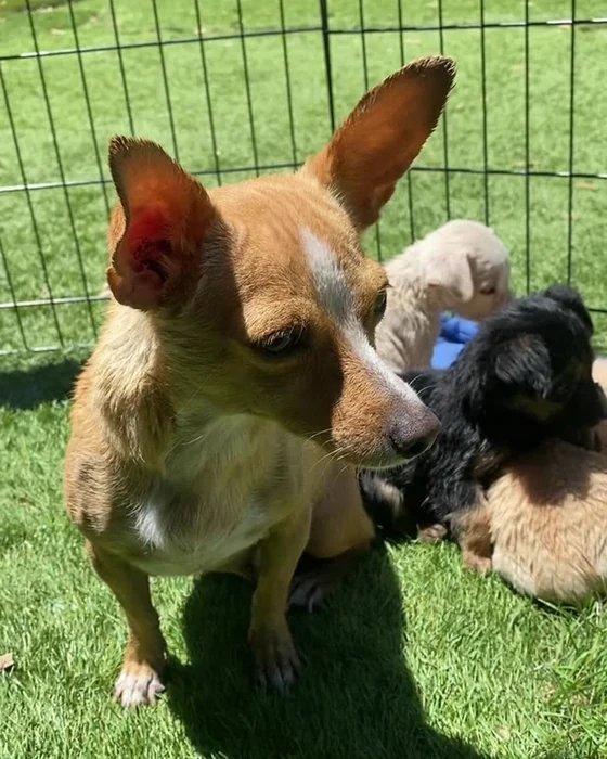 A chihuahua mix stands on grass inside a wire pen, puppies behind her.