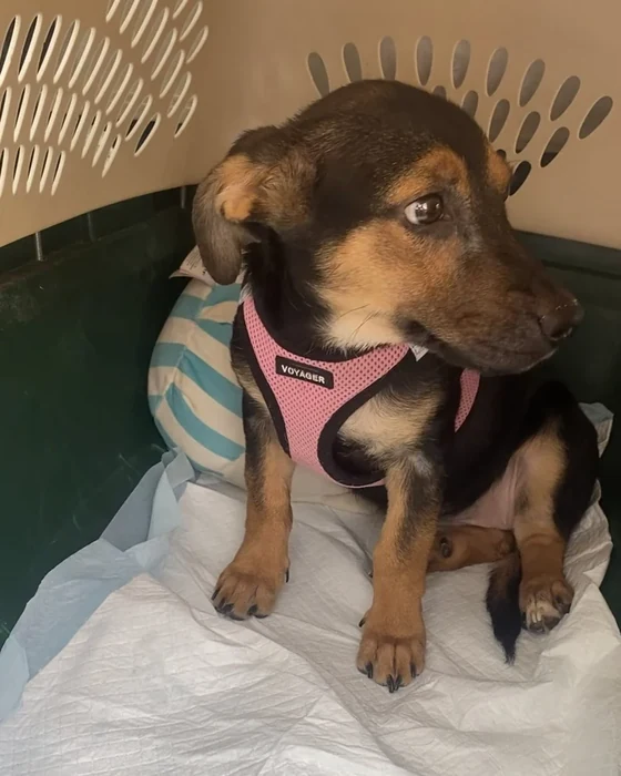 A black and tan puppy in a pink harness sits on a white blanket.