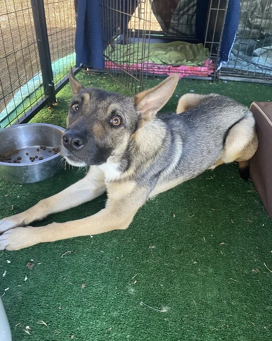 A shepherd mix lies stretched out on turf beside a steel bowl.