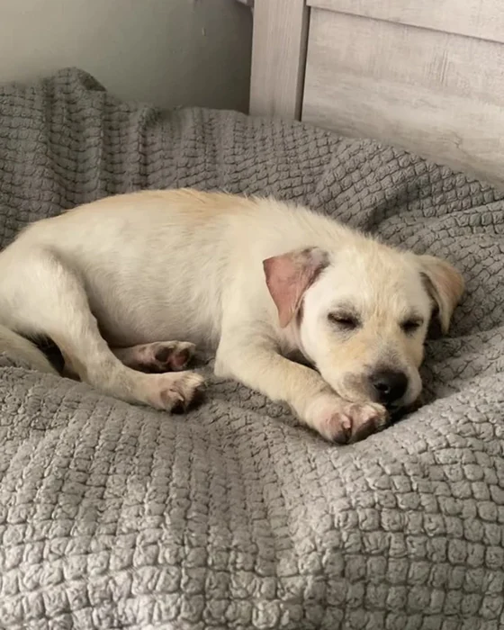 A cream puppy sleeps curled on a textured dog bed.
