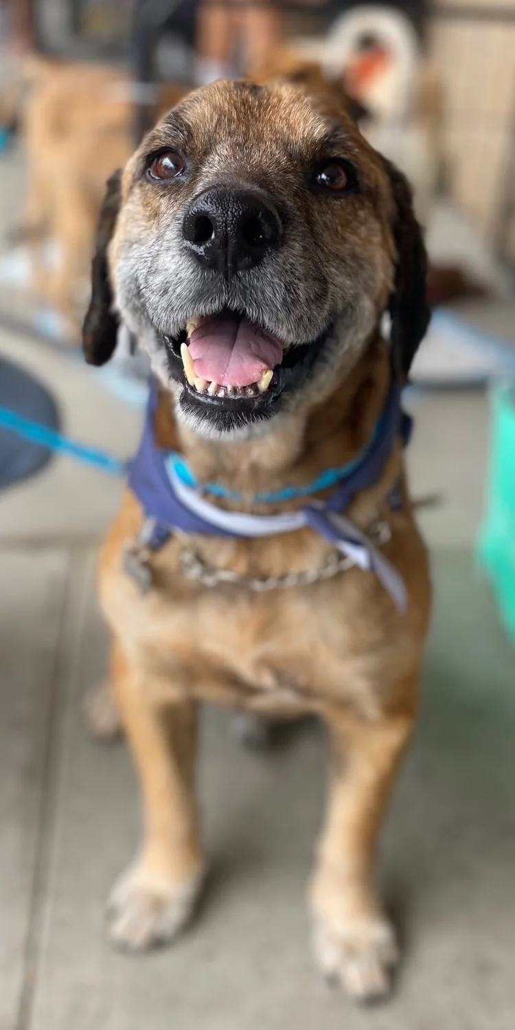 The same dog with a full brindle coat and a blue bandana, outdoors on a path.