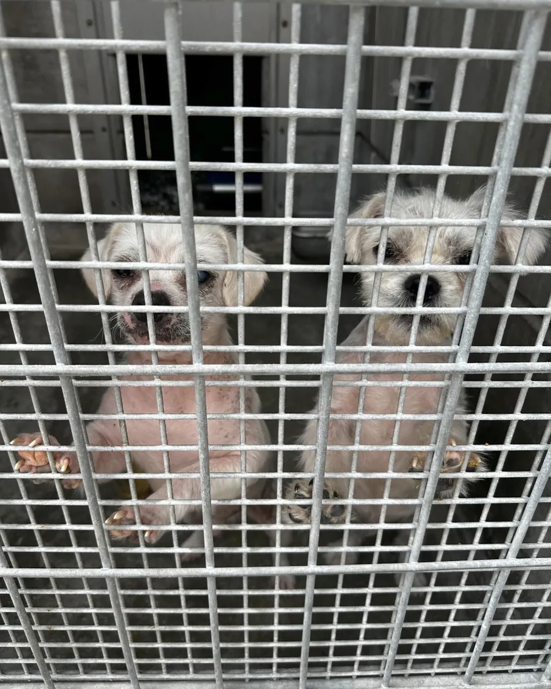 Two small light-coated dogs stand behind the wire mesh of a shelter kennel.